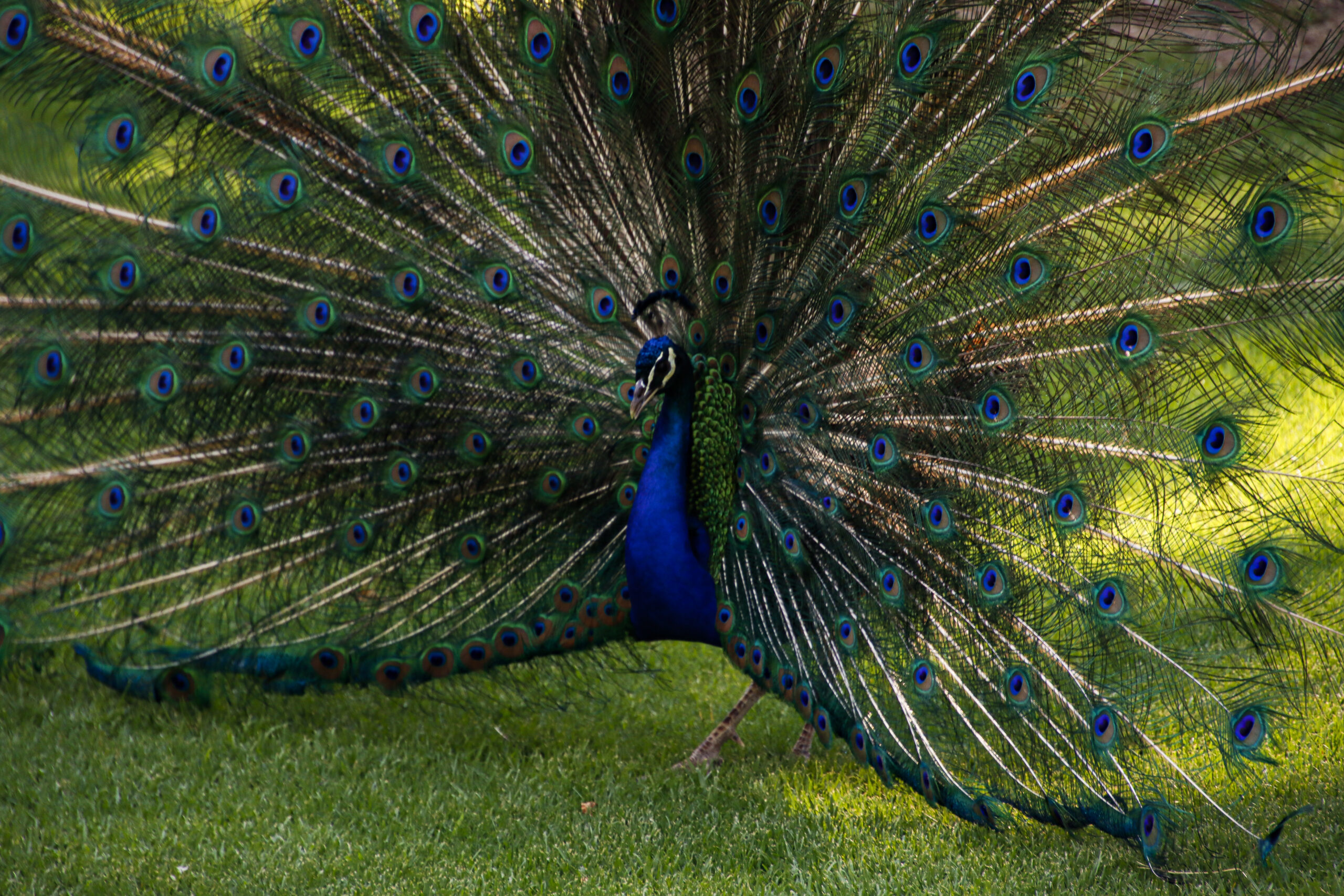 Foto de un pavo real en el Parque de los Pinos