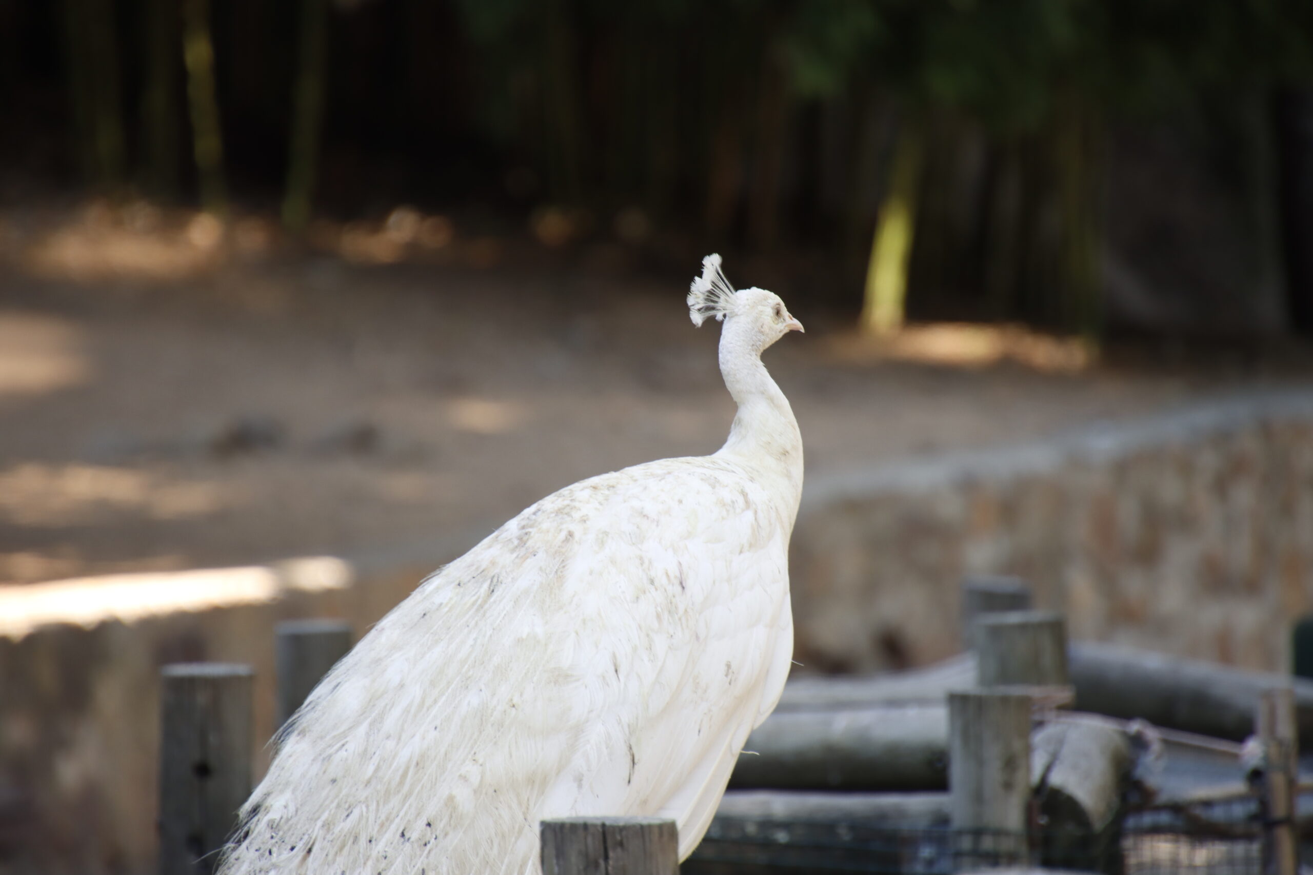 Foto de un pavo real blanco en el Parque de los Pinos